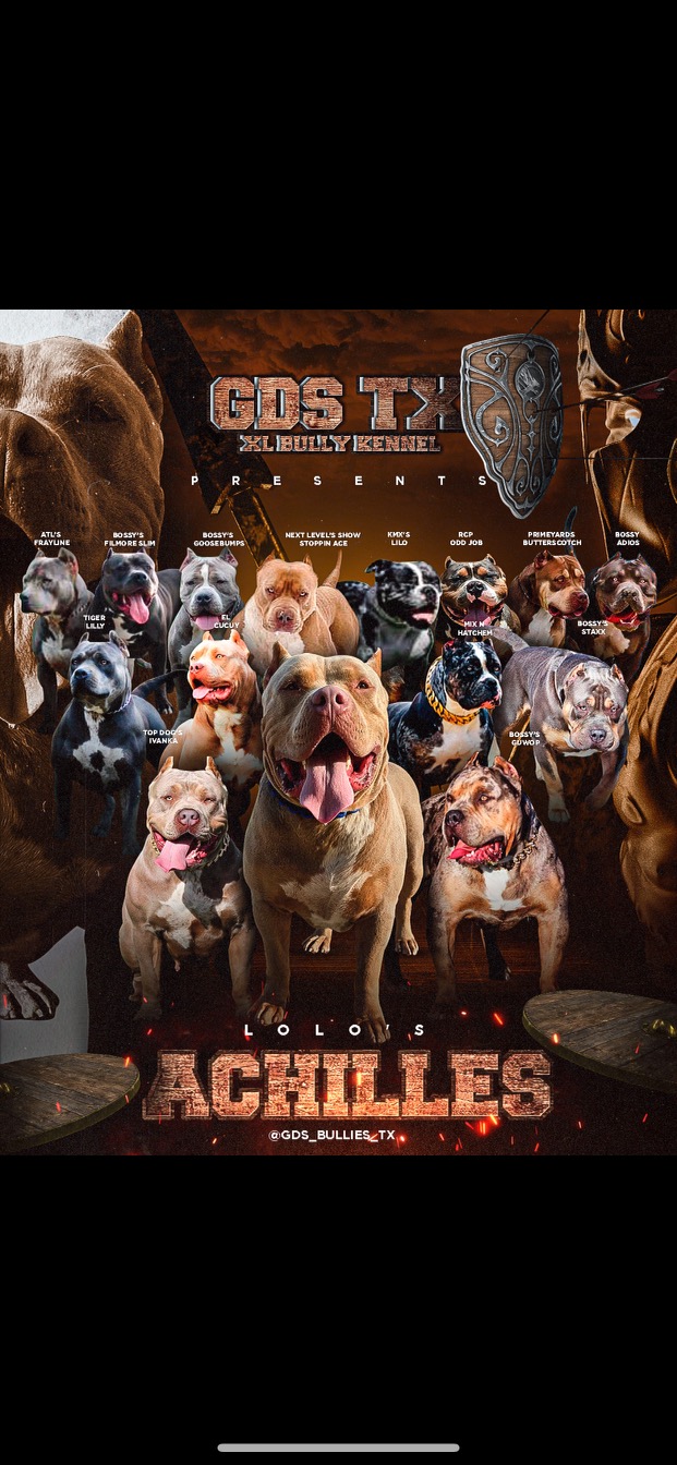 GDS TX XL BULLY ACHILLES STUD